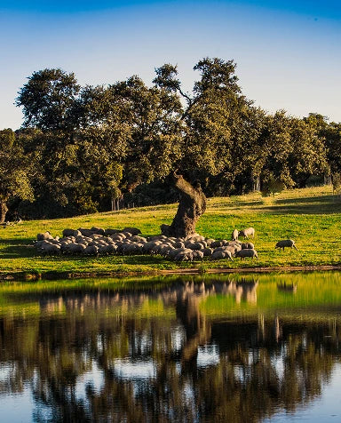 Dehesa Campo Luís