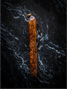 Chorizo Joselito