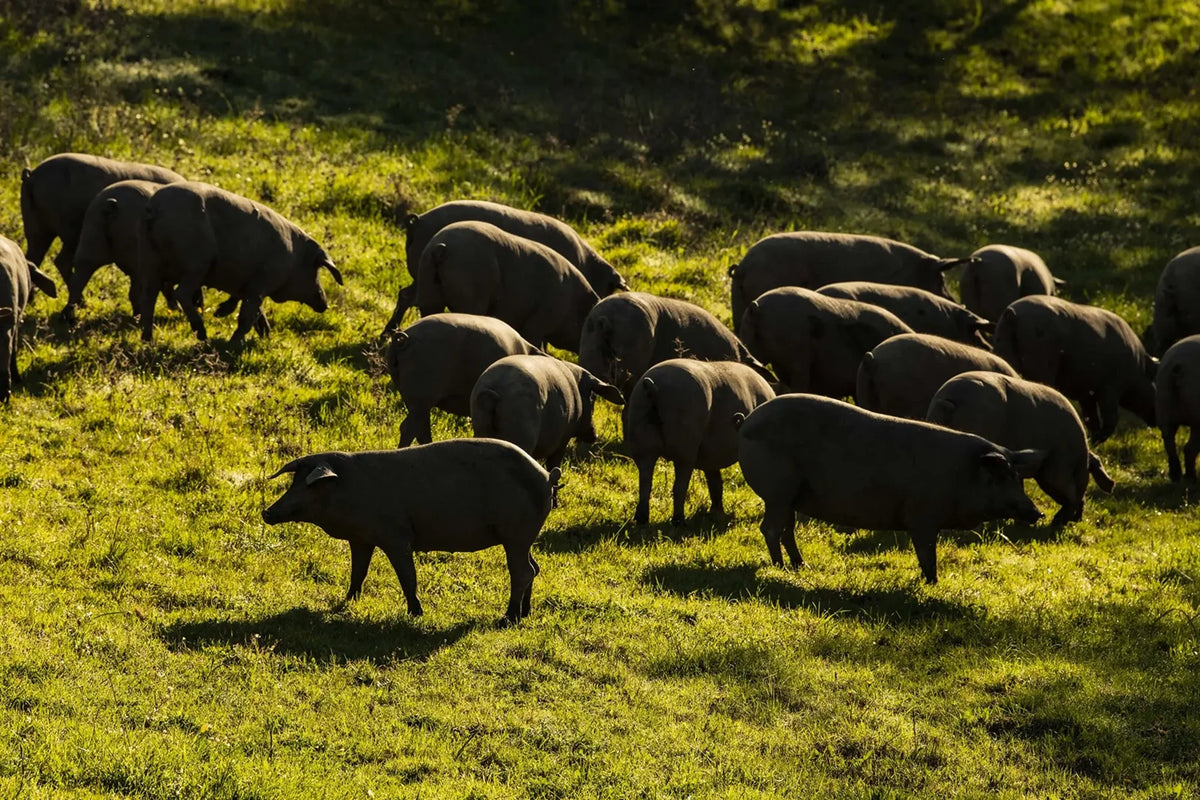 La dehesa en imágenes