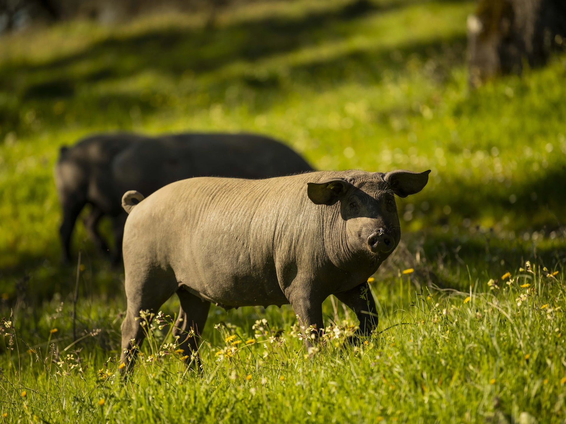 Los cerdos Joselito son animales felices