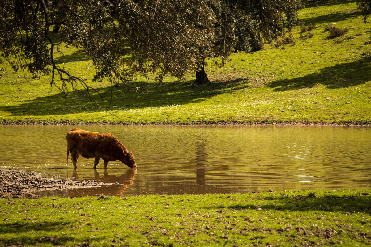 La naturaleza como principio