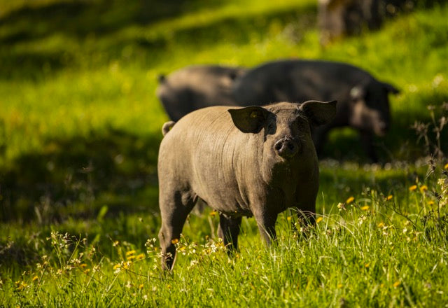 Happy Pigs
