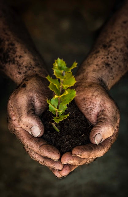 Sostenibilidad y medio ambiente
